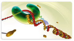 High Fidelity PCR